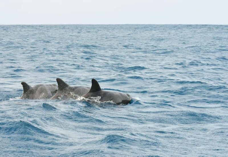 Tarrafal: Boat Trip with Snorkeling - Key Points