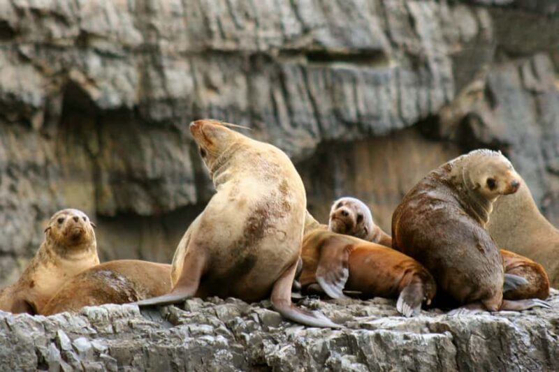 Tasman Peninsula Tour, Cruise & Port Arthur Historic Site - Wilderness Cruise: Wildlife and Water