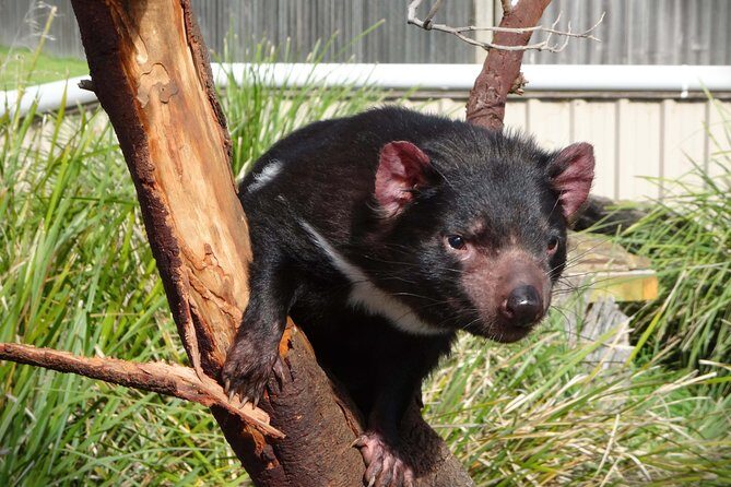 Tasmania 5 Day East Coast Tour - Why This Tour Works for You