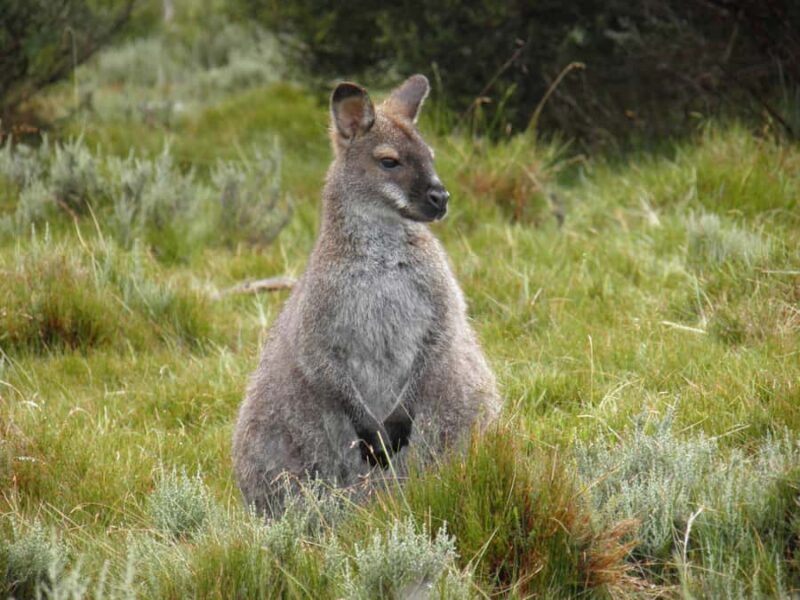 Tasmania: Wilderness and Wildlife Guided 6-Day Tour - FAQ