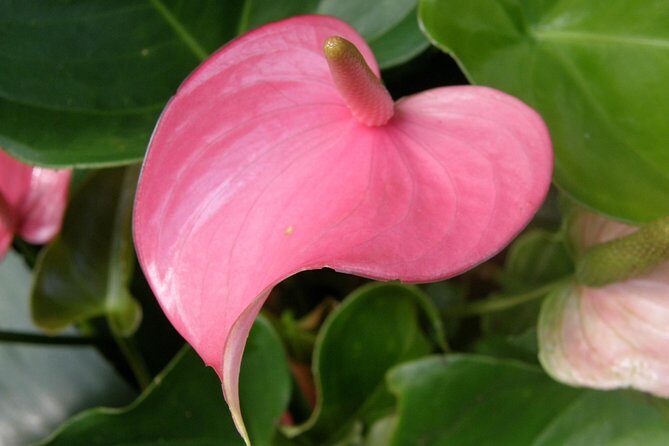 Taste of Barbados Full-Day Sightseeing tour - FAQ
