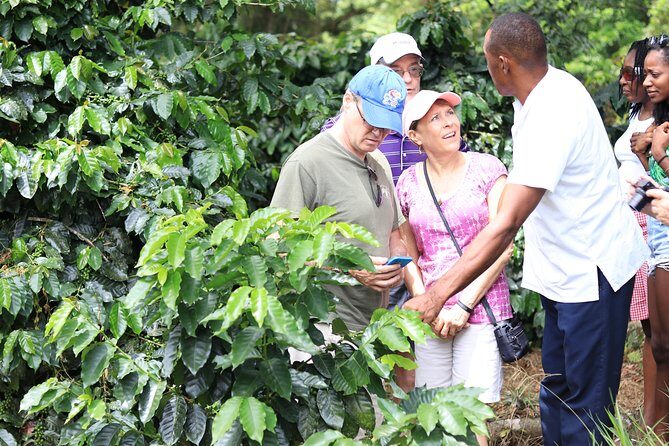 Taste of Jamaica Farm Cookout - An Authentic Taste of Jamaica: A Deep Dive into the Farm Cookout Experience