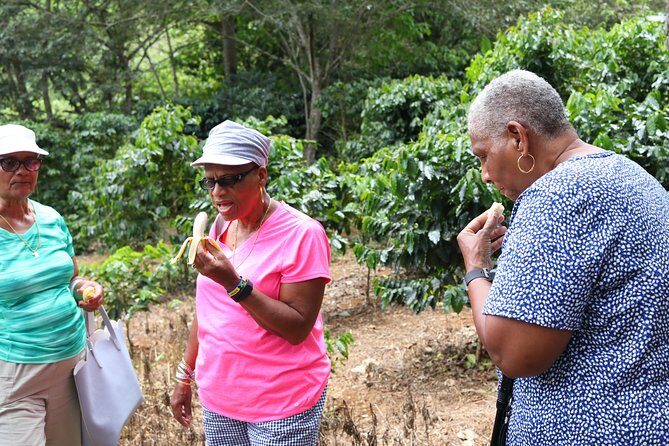 Taste of Jamaica Farm Cookout - Key Points
