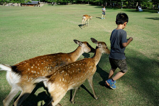 Taste of Nara A Guided Half Day Food Tour Tailored to Your Taste - FAQ