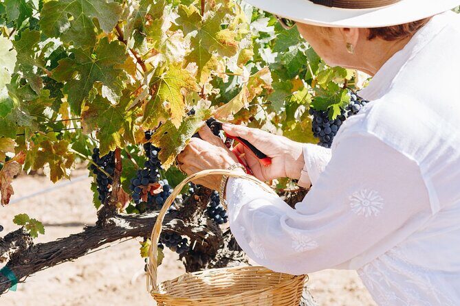 Tasting and tour through the vineyard - What Travelers Are Saying