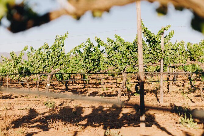 Tasting and tour through the vineyard - Who Will Love This Tour?