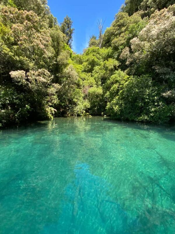Taupo: Lake Taupo Western Bays Catamaran Tour with Bush Walk - FAQs: Practical Questions Answered