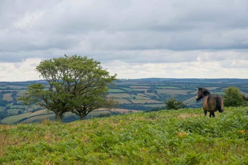 Taupo/Turangi: The Torohe Half-Day Horse Trek - The Itinerary in Detail