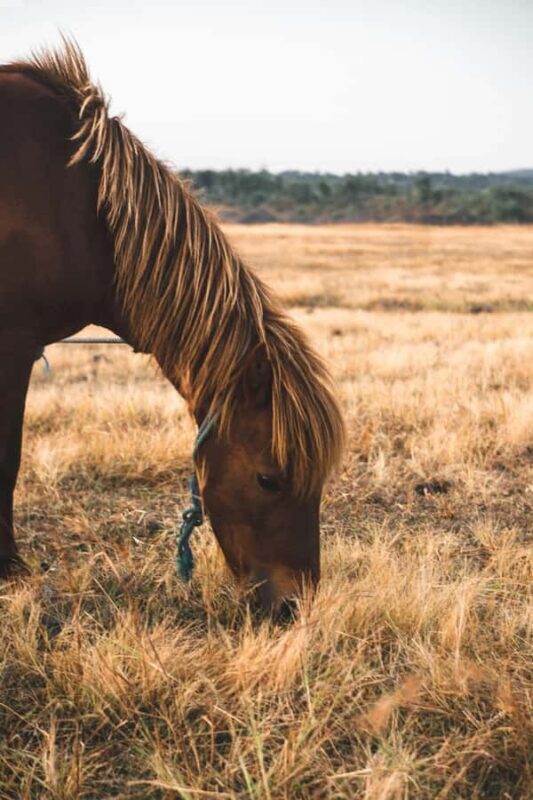 Taupo/Turangi: The Torohe Half-Day Horse Trek - Who Should Consider This Tour?