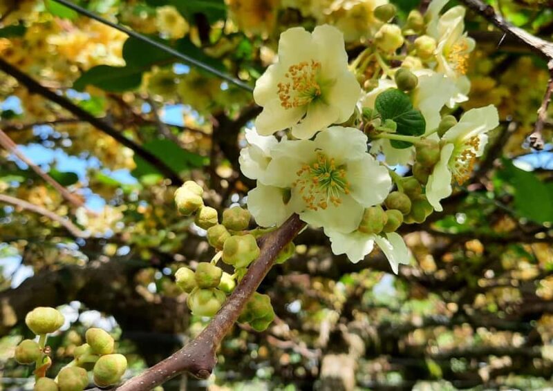 Tauranga: Kiwifruit Destination and Sights Shore Excursion - Who Should Consider This Tour?