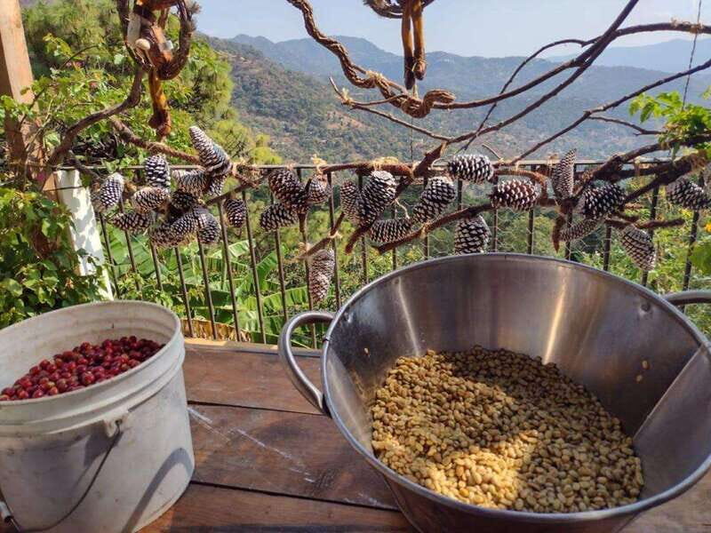 Taxco: Organic Coffee Garden Experience - An In-Depth Look at the Coffee Garden Experience