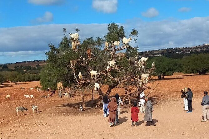 Taxi Essaouira Marrakech - Taxi Marrakech to Essaouira - The Sum Up: Who Should Consider This Service?