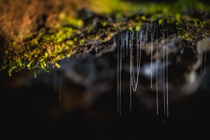 Te Anau Glow Worm Caves Tour - Final Thoughts