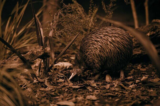 Te Puia: Te P Indigenous Evening Experience Combo - In-Depth Look at the Itinerary