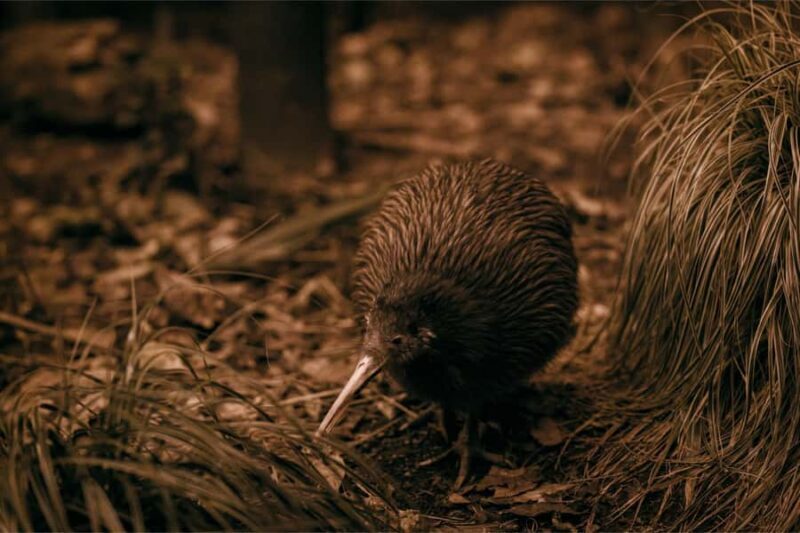 Te Puia: Te R Guided Day Tour - Key Points