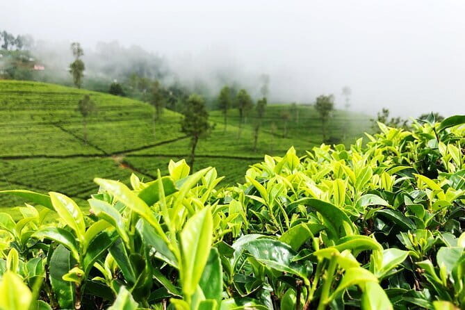 Tea Adventure- Haputale, Tea Plantation Tour with Lunch - The Itinerary in Detail