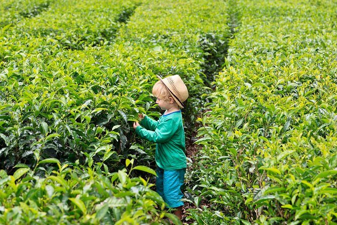Tea Experience in the Exotic South of Mauritius Private tour. - FAQ