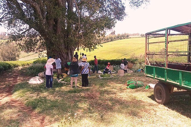 Tea Farm Experience at Riara Tea Farm And Factory Tour - FAQs