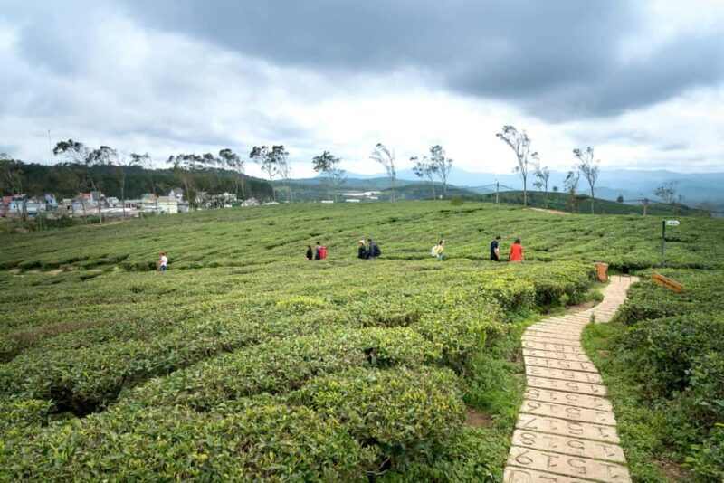 Tea Farm Tour (All Inclusive) - Key Points