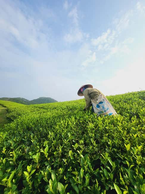 Tea Farm Tour (All Inclusive) - A Deep Dive into the Tea Farm Tour