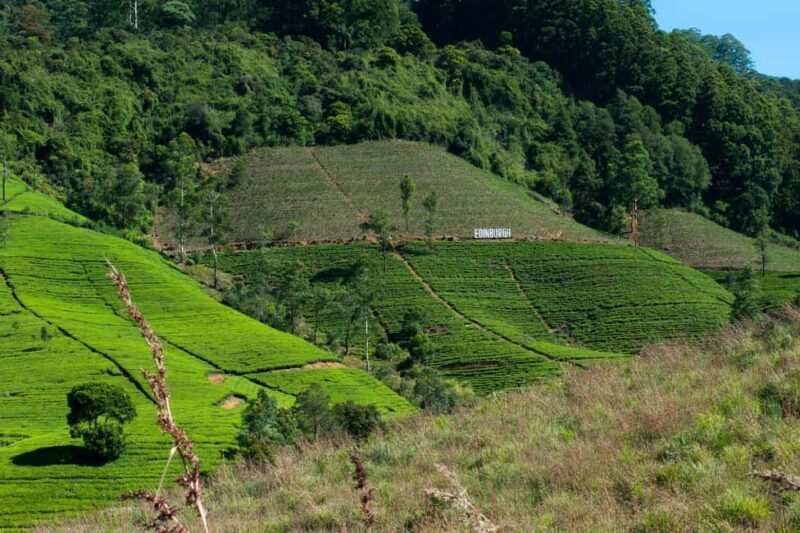 Tea Farm Tour (All Inclusive) - Final Thoughts