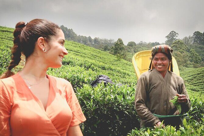 Tea Fields & Factory Tour - An In-Depth Look at the Tour
