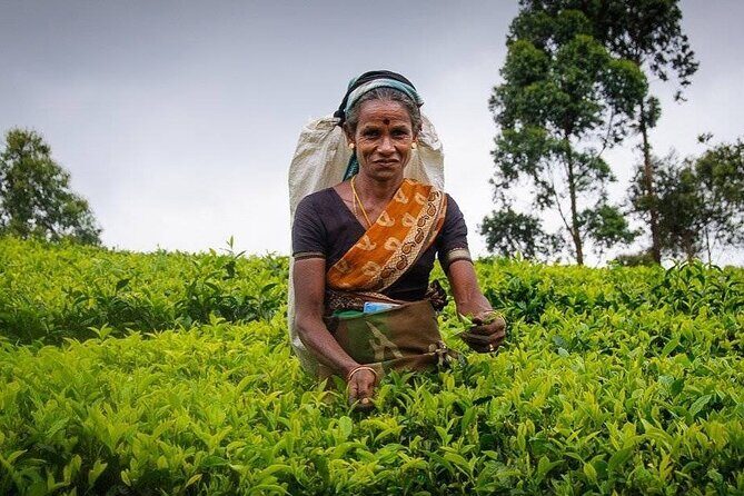 Tea Fields & Factory Tour - Final Thoughts
