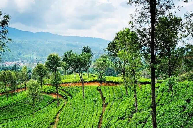 Tea Fields & Factory Tour - Frequently Asked Questions