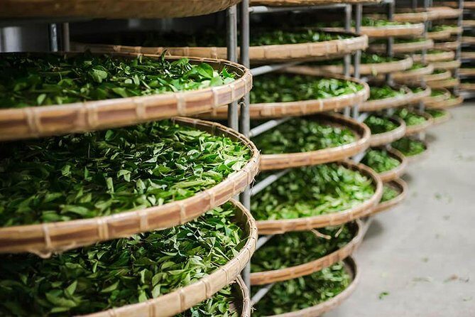 Tea of Taipei: Small-Group Tour with Taipei City Sightseeing - The Itinerary in Detail
