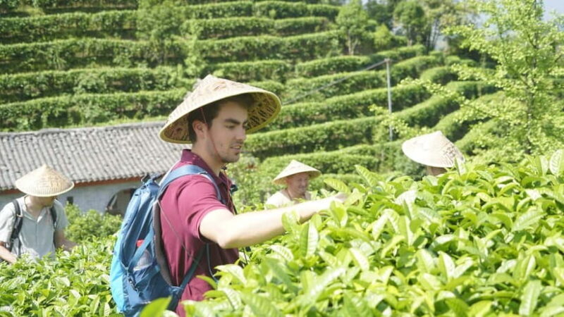 Tea Picking and Processing at Qixian Peak Scenic Area - A Deep Dive into the Experience
