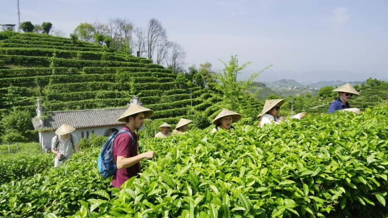 Tea Picking and Processing at Qixian Peak Scenic Area - Who Should Consider This Tour?