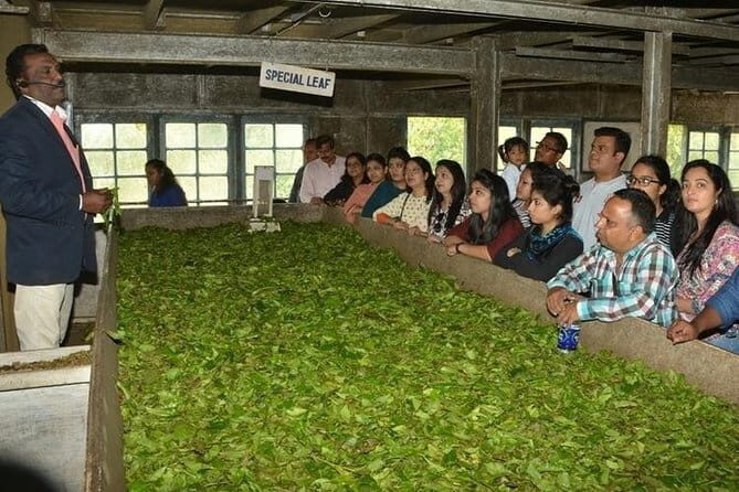 Tea planation walking In Munnar- (by Munnar Info) - An In-Depth Look at the Munnar Tea Plantation Walk