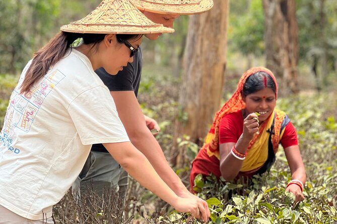 Tea Plantation and Rainforest Tour with Tribal Life in Sreemangal - A Complete Look at the Tea Plantation and Rainforest Tour in Sreemangal