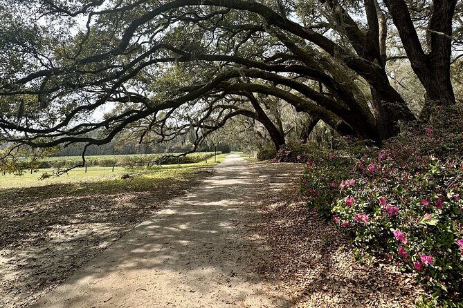 Tea Plantation and Winery Tour in Charleston - A Closer Look at the Itinerary