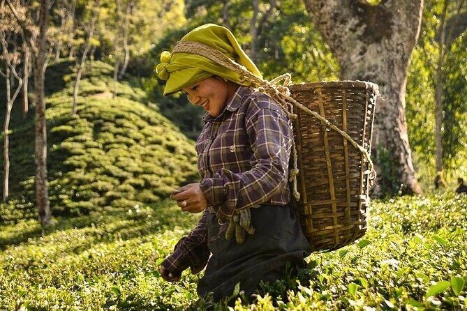 Tea Pluckers' Day - Key Points