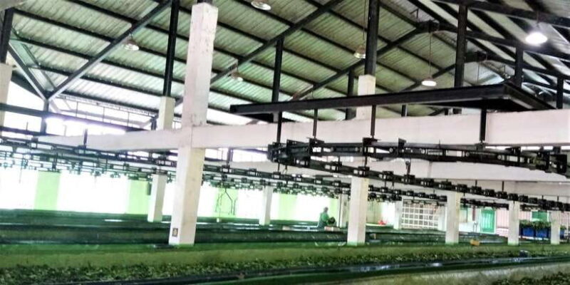 Tea Plucking & Tea Factory: Tour From Nuwara Eliya - Key Points