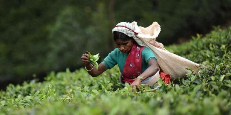 Tea Plucking & Tea Factory: Tour From Nuwara Eliya - A Closer Look at the Tour Experience