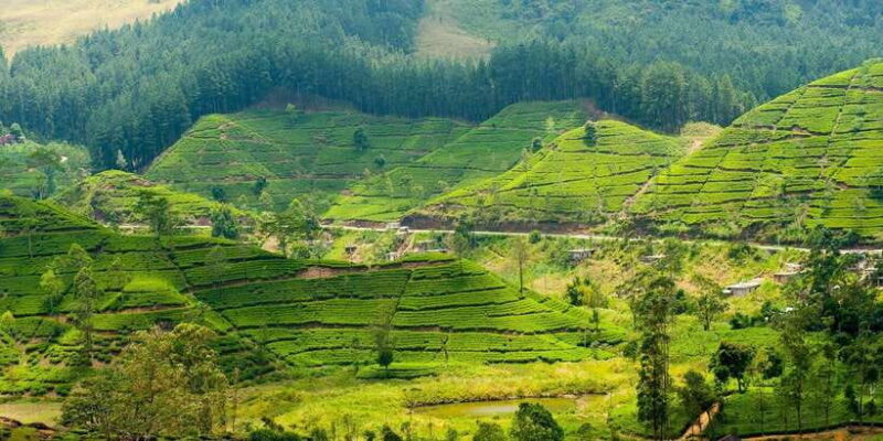 Tea Plucking & Tea Factory: Tour From Nuwara Eliya - Why This Tour Works Well