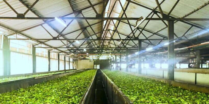 Tea Plucking & Tea Factory: Tour From Nuwara Eliya - Who Should Consider This Tour?
