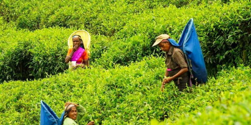 Tea Plucking & Tea Factory: Tour From Nuwara Eliya - Final Thoughts