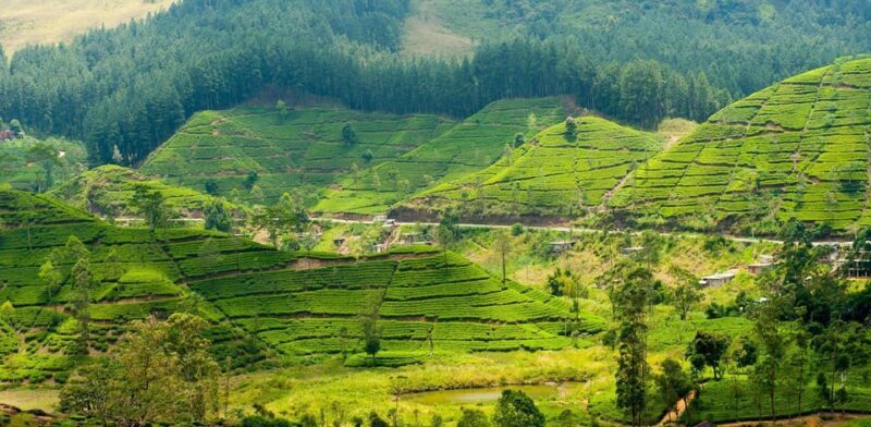 Tea Plucking & Tea Factory: Tour From Nuwara Eliya - FAQ