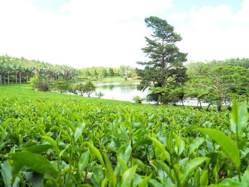 Tea, Rum & Vanilla Route - Key Points
