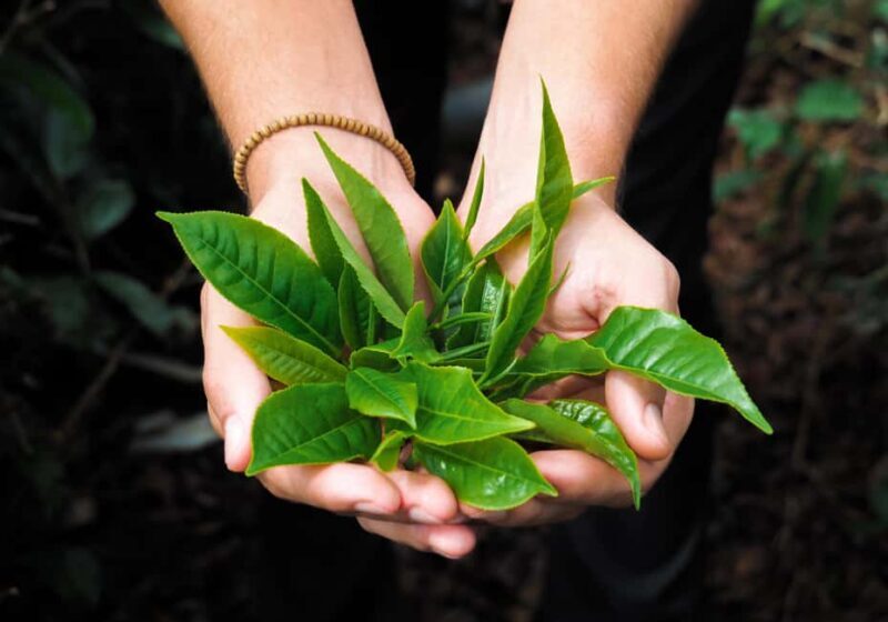 Tea, Rum & Vanilla Route - Frequently Asked Questions