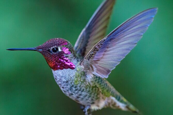 Tea with hummingbirds at a Hummingbird Sanctuary - The Meeting Point and Logistics
