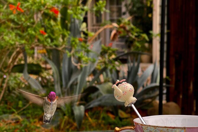 Tea with hummingbirds at a Hummingbird Sanctuary - Analyzing the Value
