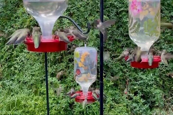 Tea with hummingbirds at a Hummingbird Sanctuary - Who Will Love This Tour?