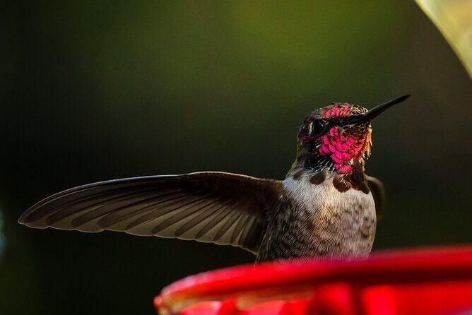 Tea with hummingbirds at a Hummingbird Sanctuary - The Sum Up