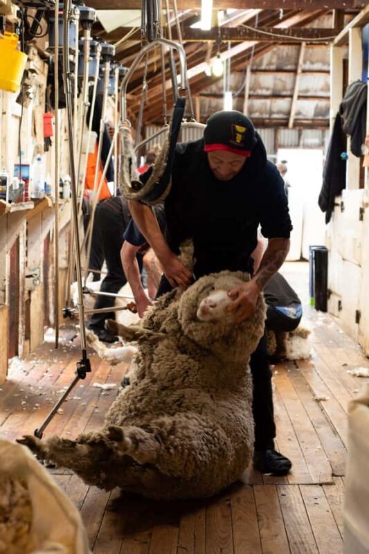 Tekapo: Merino Sheep Shearing and Sheepdog Demonstration - What Makes This Experience Stand Out