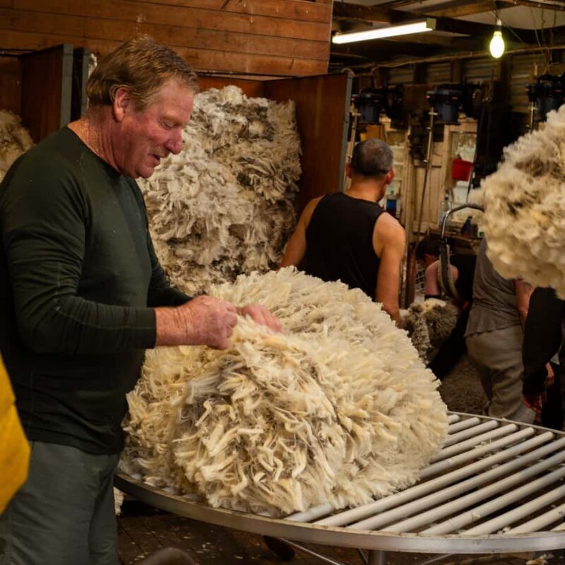 Tekapo: Merino Sheep Shearing and Sheepdog Demonstration - The Itinerary: A Closer Look