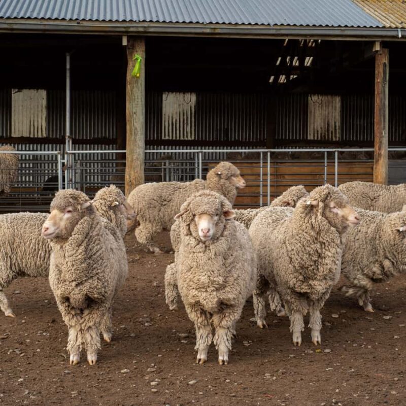 Tekapo: Merino Sheep Shearing and Sheepdog Demonstration - Why This Tour Is Worth Considering